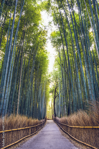 bambusowy-las-kyoto-japonia