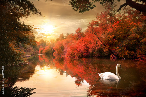 Swan in the autmn