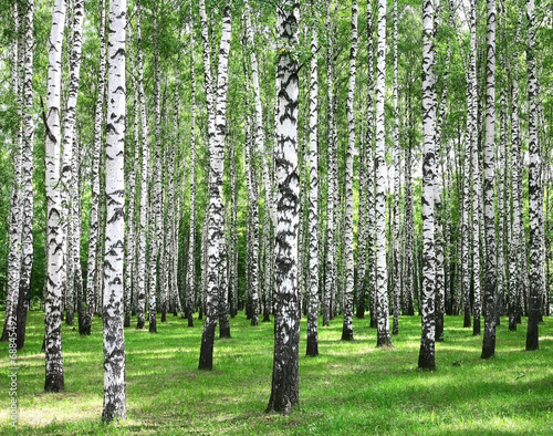 Lacobel Summer forest
