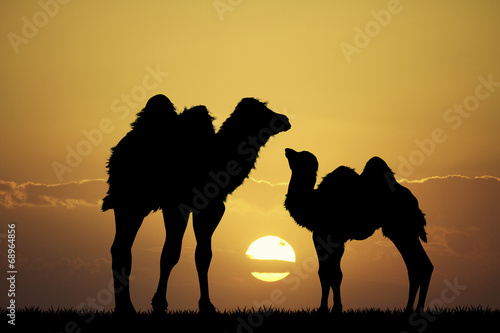 camels at sunset