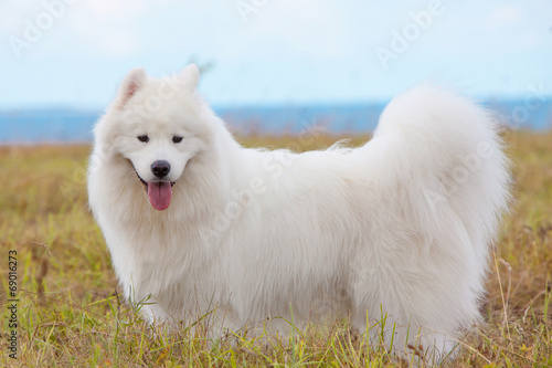 Samoyed puppy