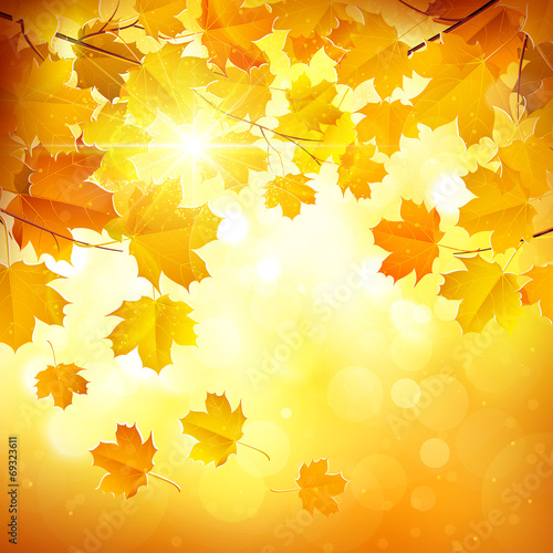 Autumn leaves