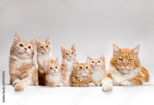 kitten