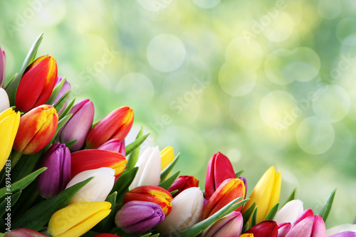 tulip background