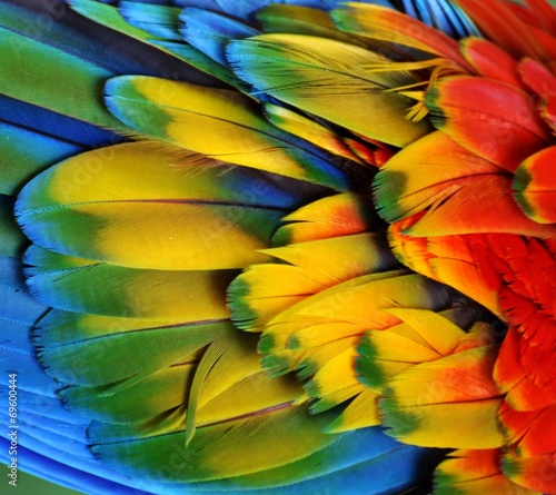  Macaw Feathers (Rainbow)