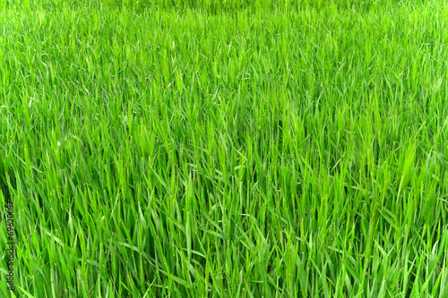 Green grass