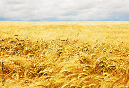 Kornfeld