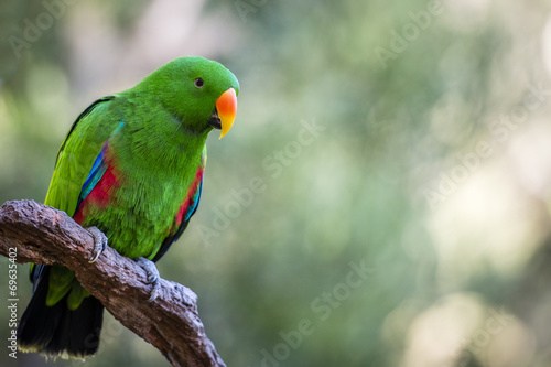 Fototapeta Male Eclectus parrot