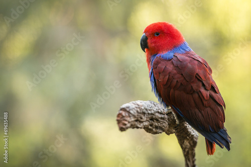 Fototapeta Female Eclectus parrot