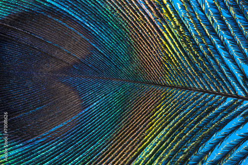 peacock feather close up