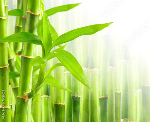 Fototapeta Bamboo background with copy space
