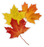 Basic_Autumn_Leaves poster