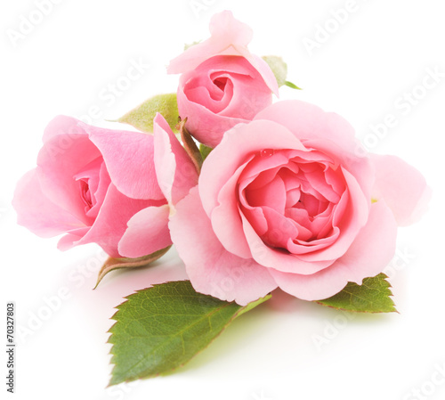 Pink Roses