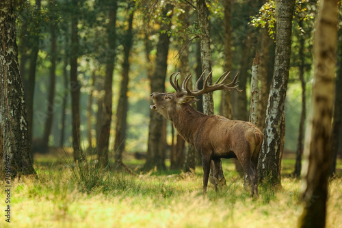 cerf Poster