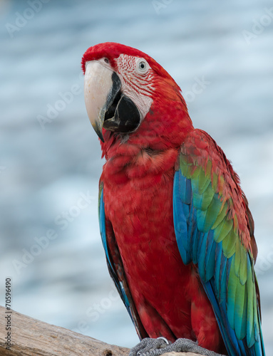  red macaw parrot stand on branch