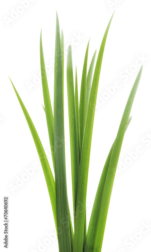 green grass leaves