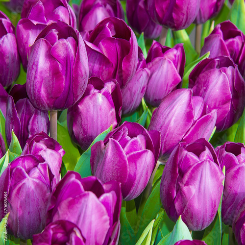 purple tulips