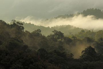 Obraz na płótnie roślina dżungla góra tropikalny słońce