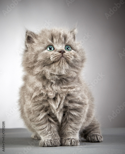 british long hair kitten
