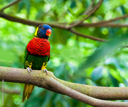  Exotic parrots sit on a branch, wildlife