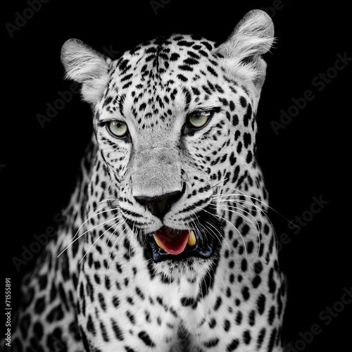 portrait-de-leopard