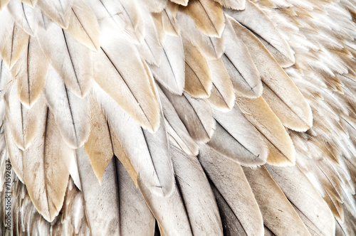 Bird feathers