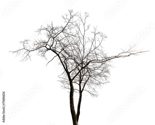 isolated winter twin bare tree