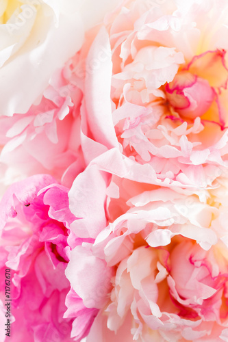 peony on the white