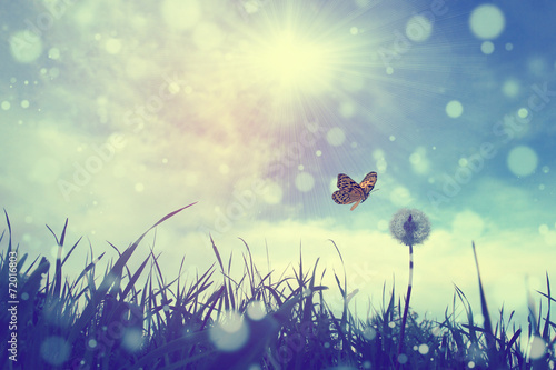Butterfly and dandelion