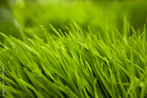 Grass
