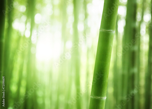  Bamboo Forest