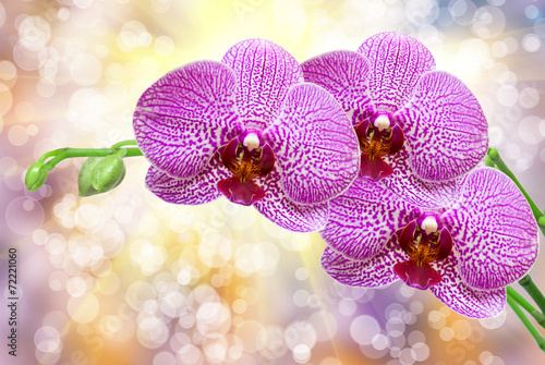 orchid flower