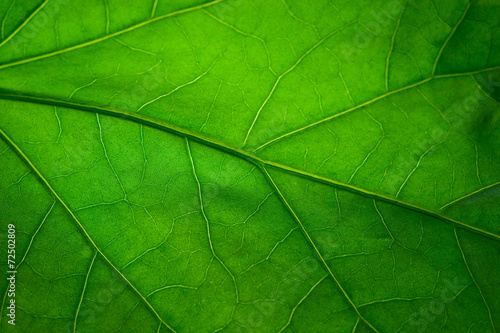 Green leaf
