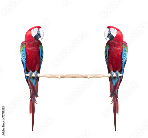 Fototapeta Macaw bird