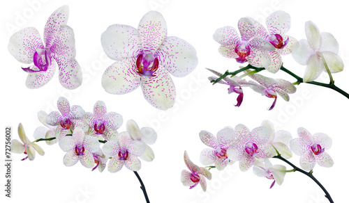 kolekcja-izolowanych-lekkie-kwiaty-orchidei-w-rozowe-plamy