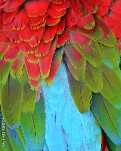 Fototapeta Scarlet Macaw feathers