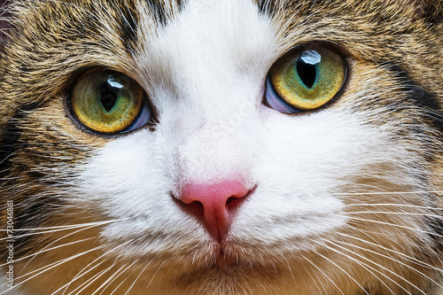 a cat portrait close up