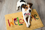 Cute dog posing on the carpet poster