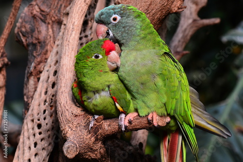  A parrot couple snuggle next to each other.
