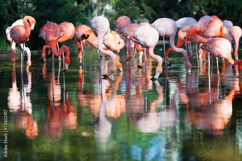 flamingos standing in water of pond