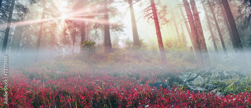 Radiance misty forest