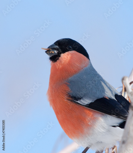 Bullfinch on branch of maple