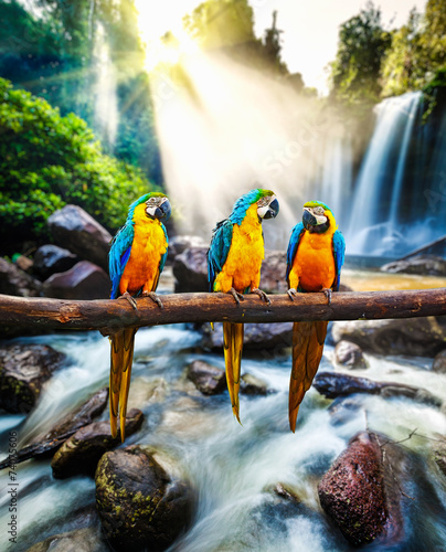 Fototapeta Blue-and-Yellow Macaw Ara ararauna