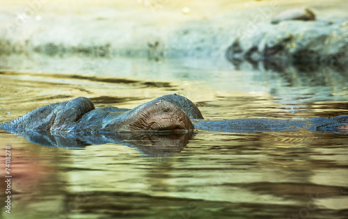 Obraz na płótnie Hippopotamus resting in the water