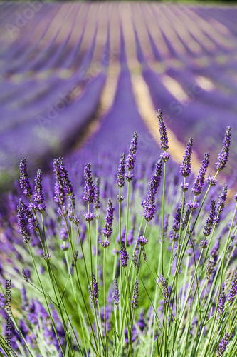 Lavander field