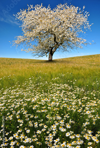 field of marguerites with blooming trees