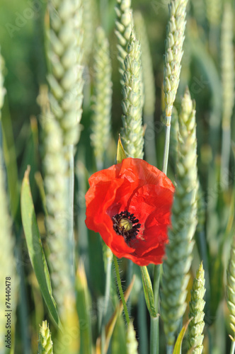 coquelicot dans champs de blé
