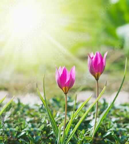 Spring background with tulips, lit by the sun.