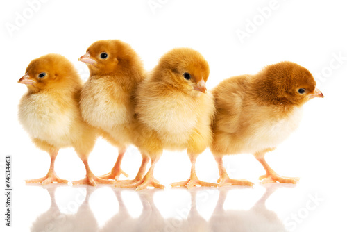 Photo of small cute chickens