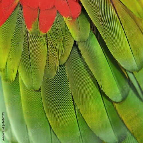 Fototapeta macaw parrot feather
